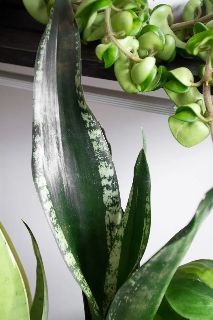 Trifasciata Whitney variety