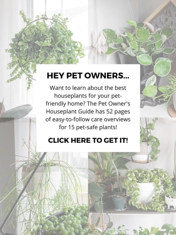 16 NonToxic Plants for Cats to Add to Your Houseplant Collection Now