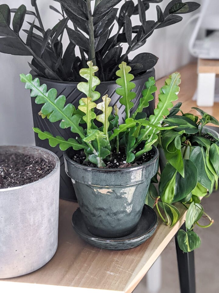 How To Get Ric Rac Cactus To Bloom at Re blog