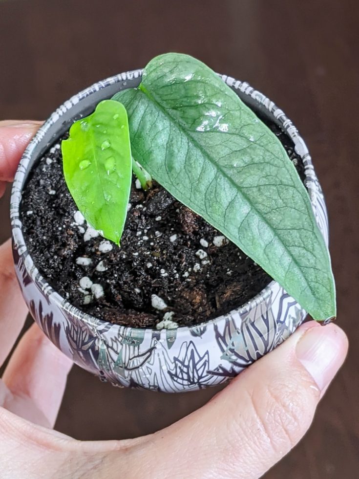 All about Cebu Blue Pothos care, plus propagating this stunning plant!