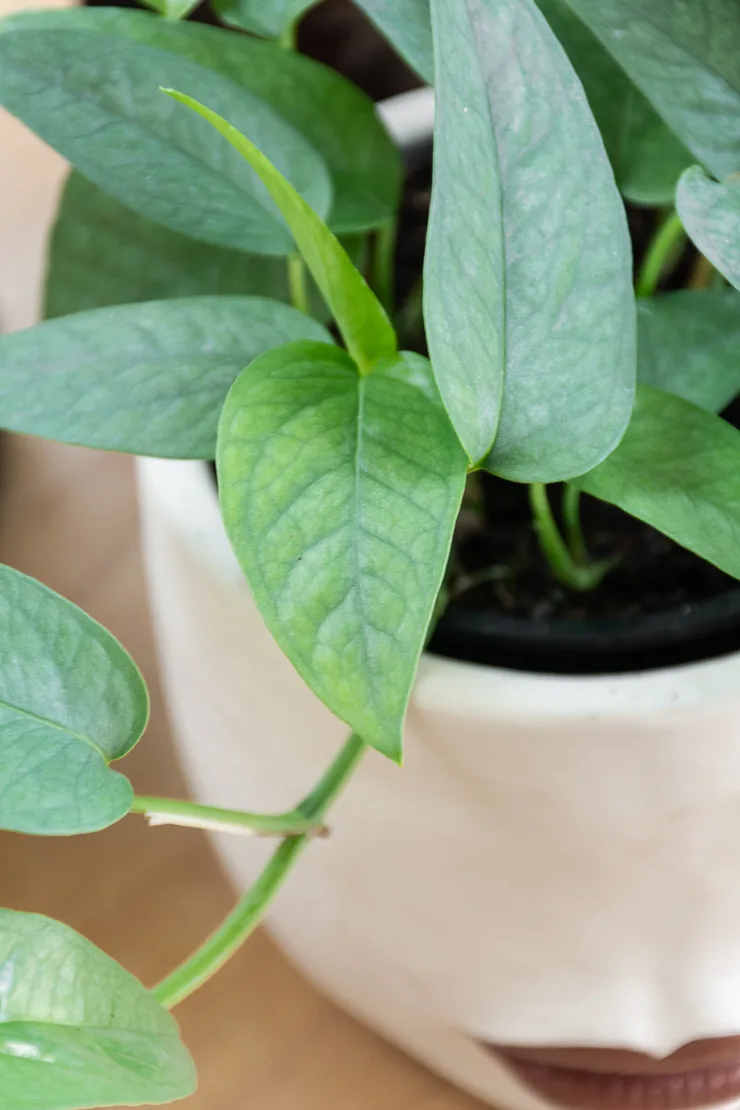 cebu blue pothos