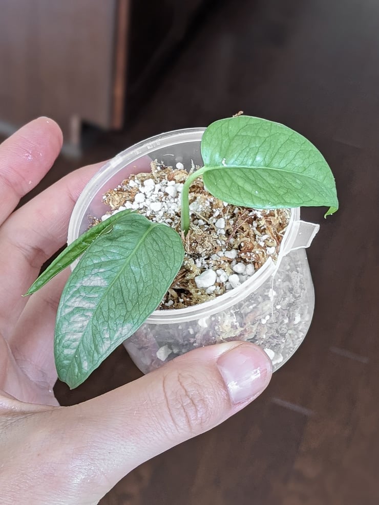 propagating cuttings of cebu blue pothos in moss