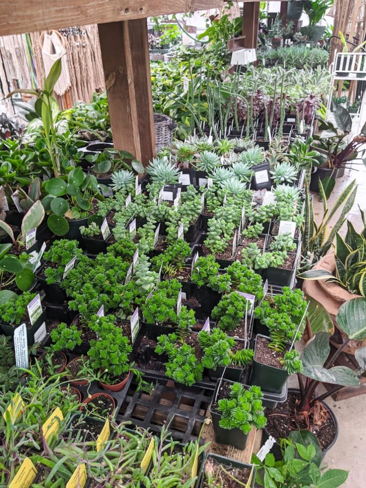 Nursery Tour 2 D.R. Snell Nursery in Mt. Airy, Maryland