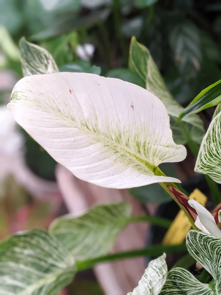 beautiful philodendron birkin leaf