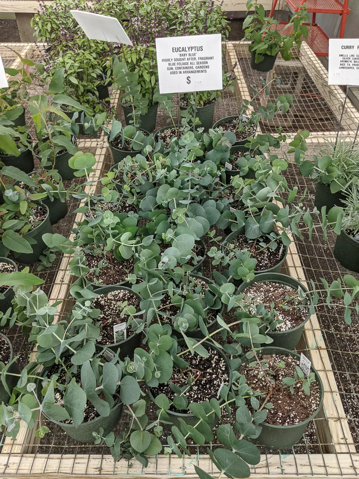 baby blue eucalyptus variety