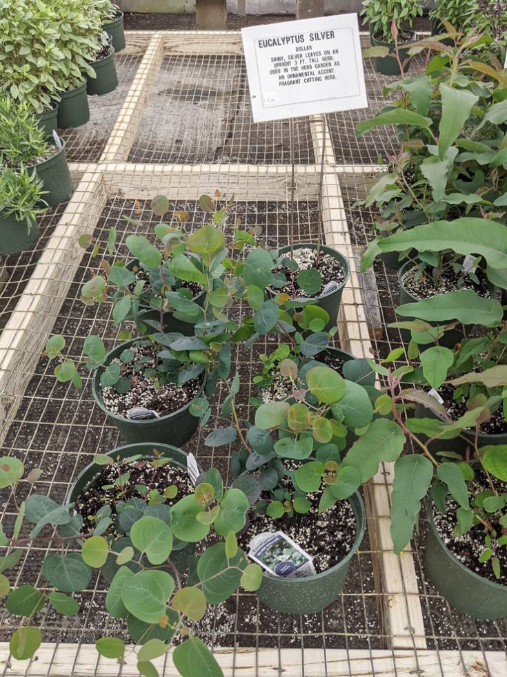 Eucalyptus Plant Care How to Care for Potted Eucalyptus