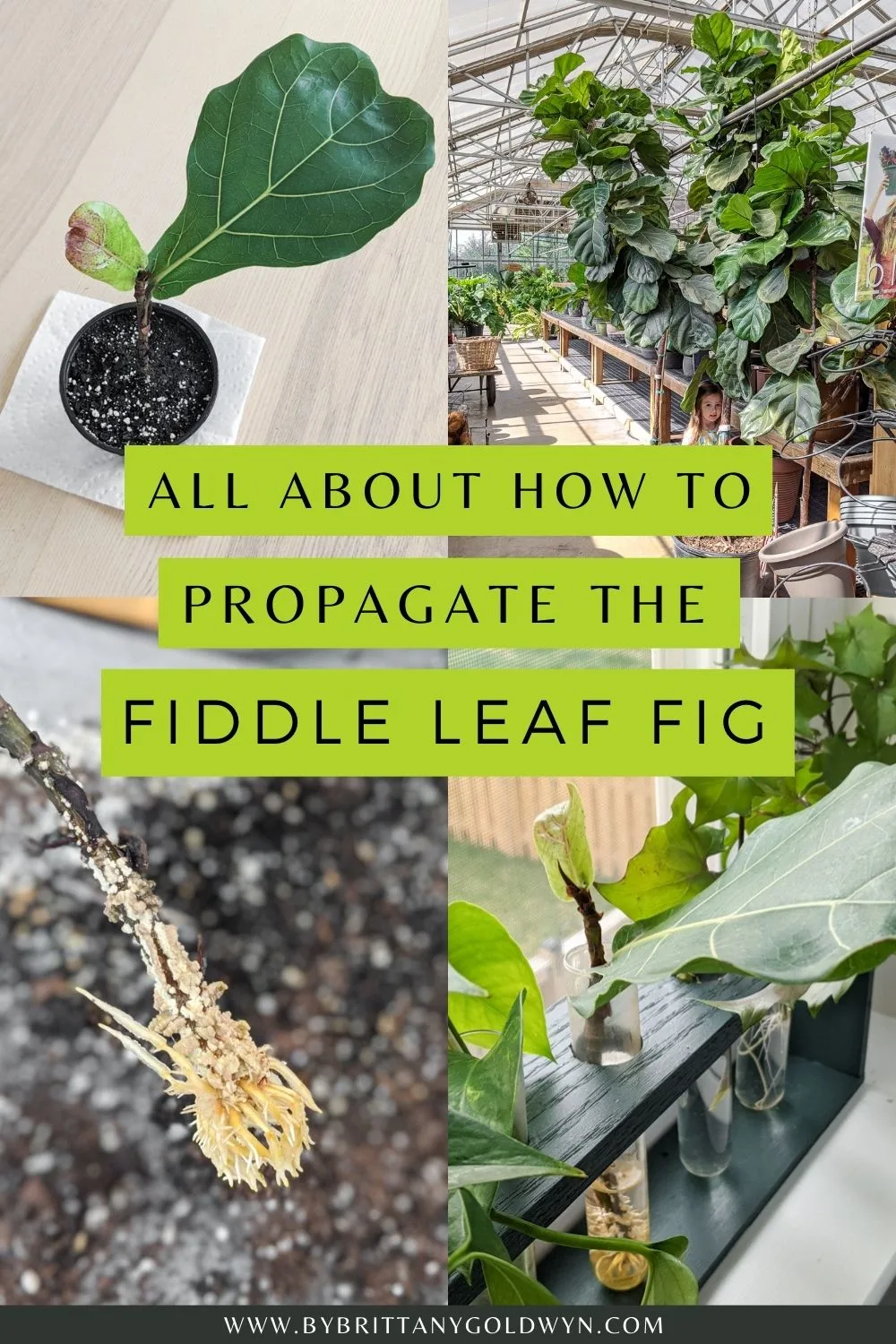 pinnable graphic with pictures of a fiddle leaf fig and text overlay about how to propagate fiddle leaf figs