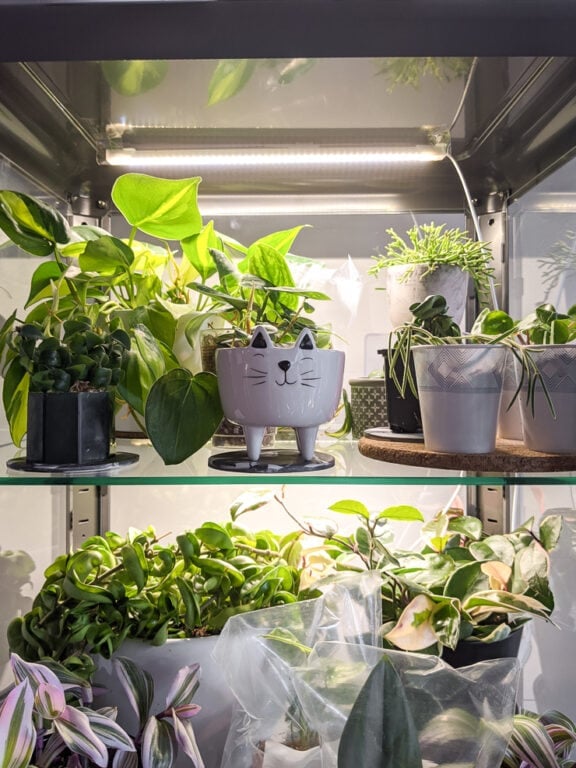 How to use grow lights for houseplants to help them thrive!