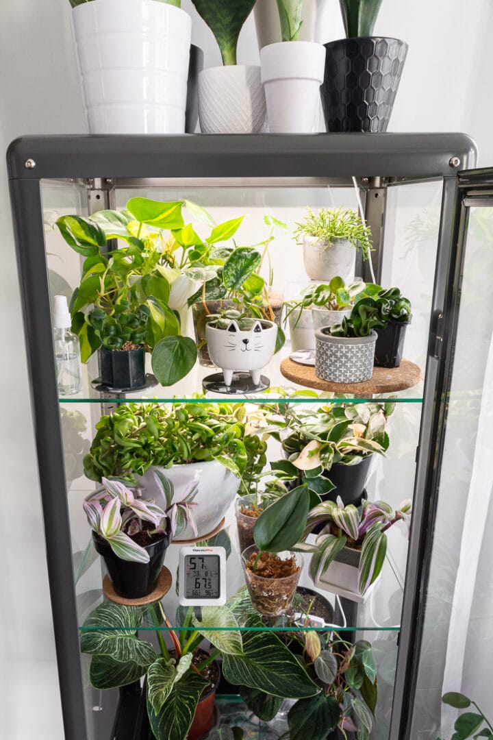 How to use grow lights for houseplants to help them thrive!