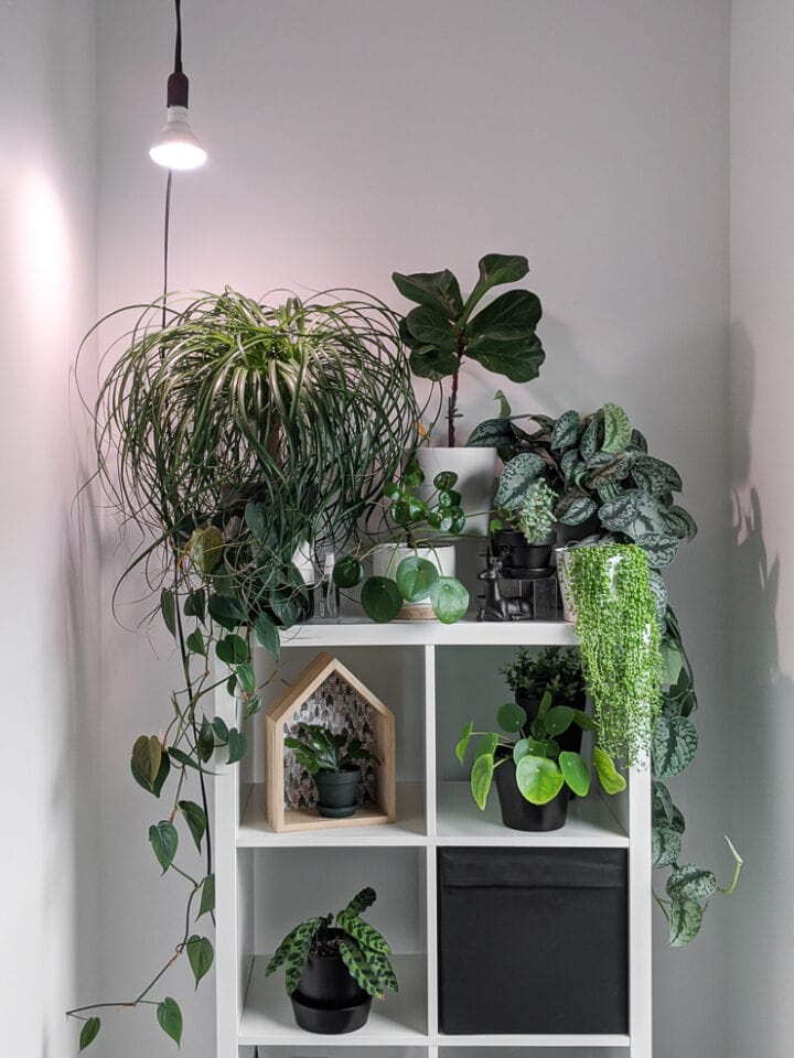 How to use grow lights for houseplants to help them thrive!