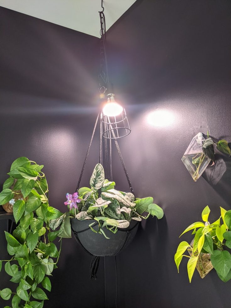 How to use grow lights for houseplants to help them thrive!