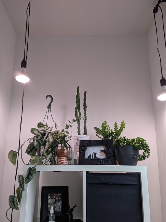 How to use grow lights for houseplants to help them thrive!