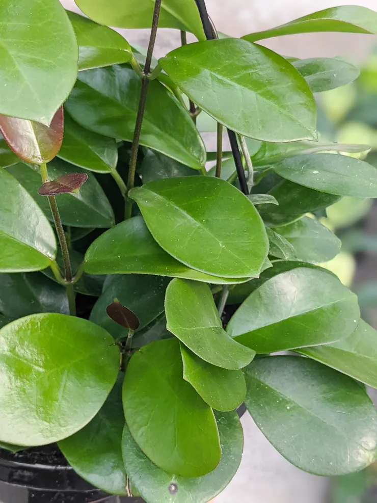 hoya australis leaves