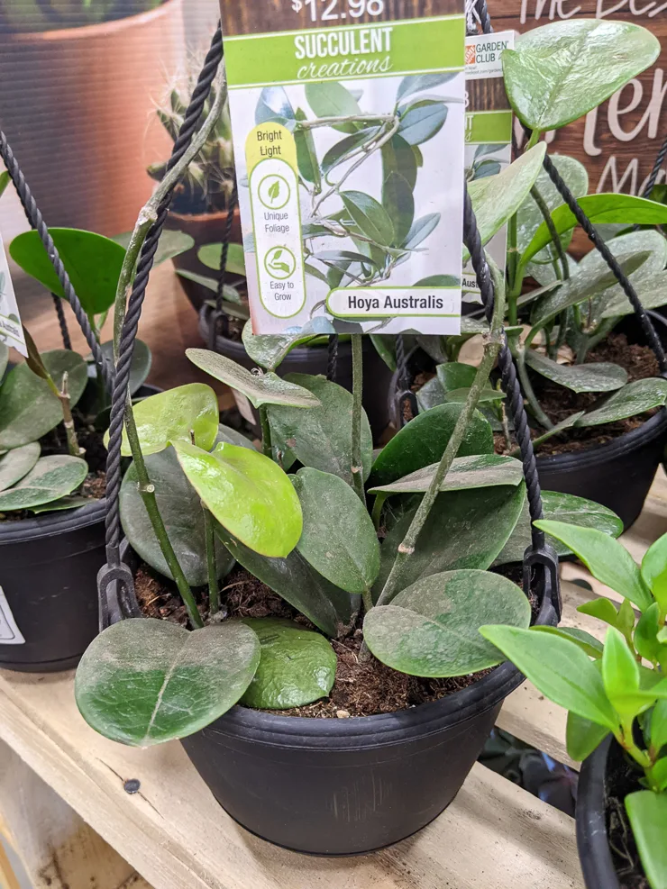 dirty hoya australis at Home Depot