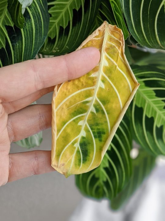 How to care for a Maranta Leuconeura "Prayer Plant"