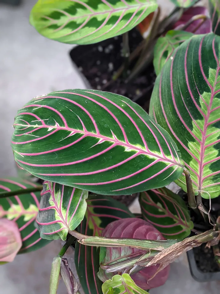 gorgeous prayer plant leaf