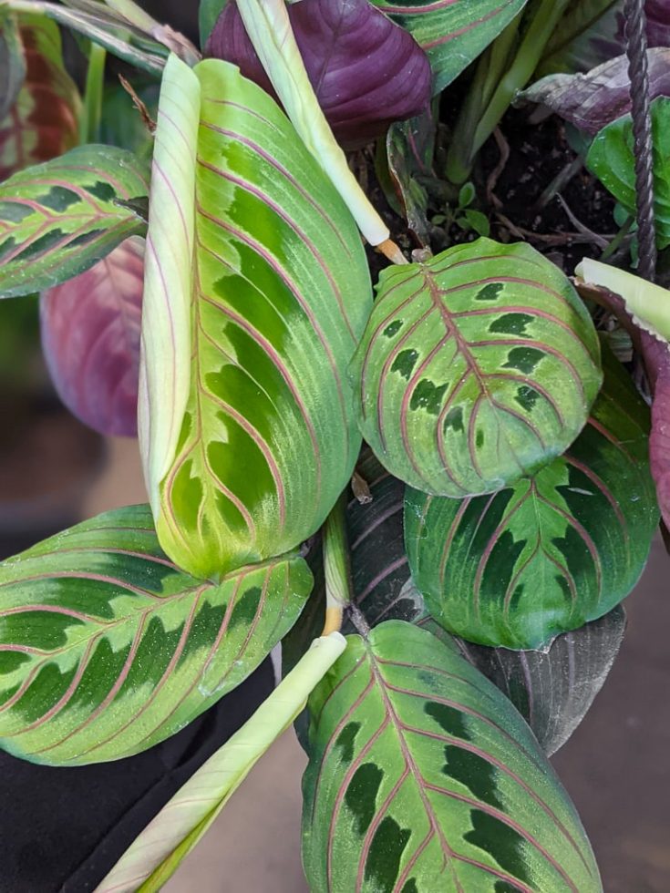 How to care for a Maranta Leuconeura &quot;Prayer Plant&quot;