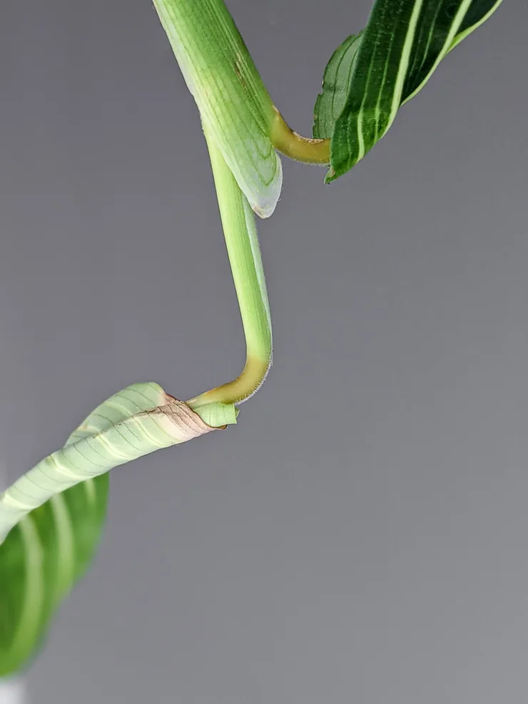 close up shot of the prayer plant's pulvinus