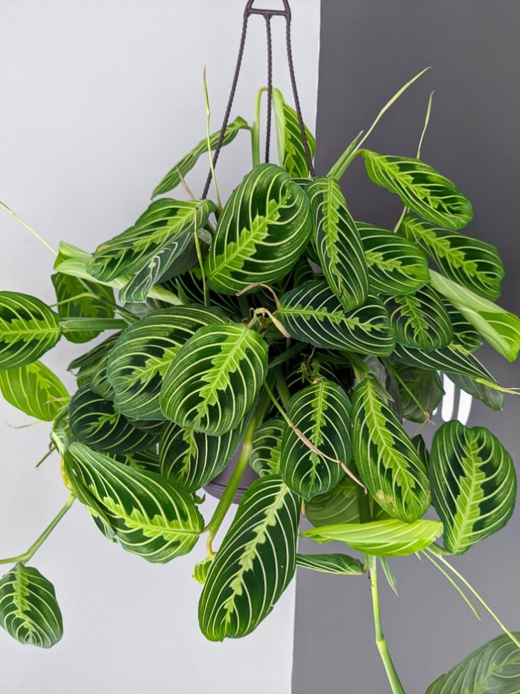 How to care for a Maranta Leuconeura "Prayer Plant"