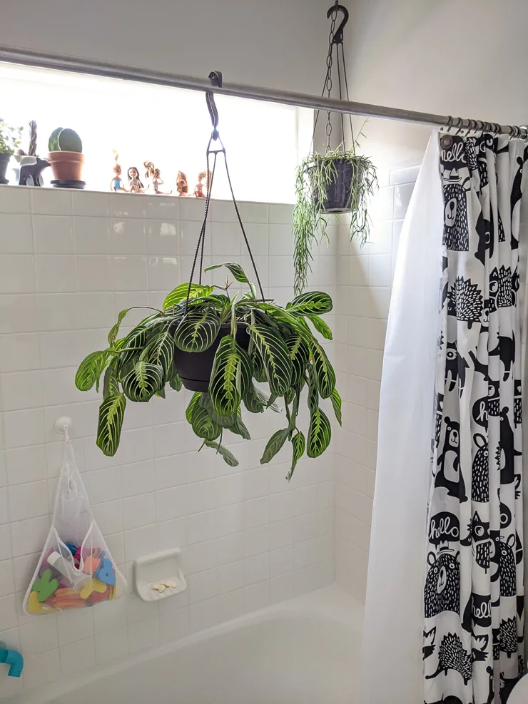 watering a maranta in the shower