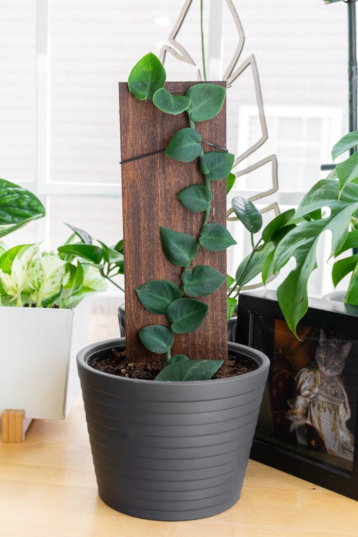 How to care for the unique Rhaphidophora Hayi shingle plant!