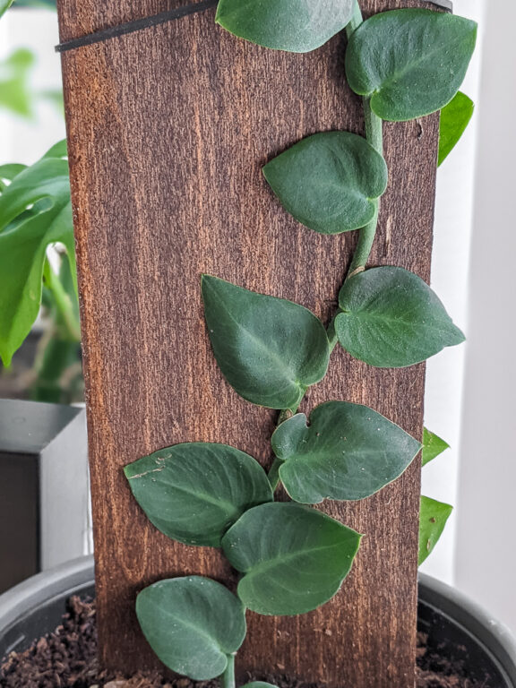 How to care for the unique Rhaphidophora Hayi shingle plant!