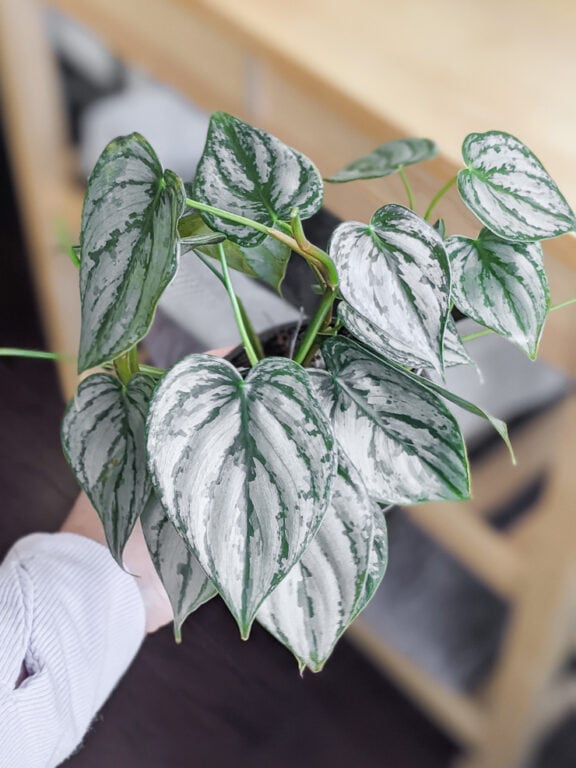 9 silver houseplants to add to your collection!