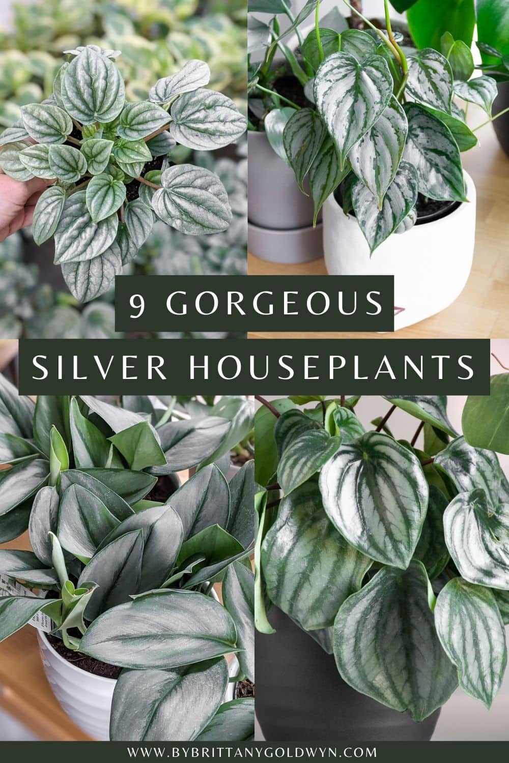 pinnable graphic with images of houseplants and the text 9 gorgeous silver houseplants