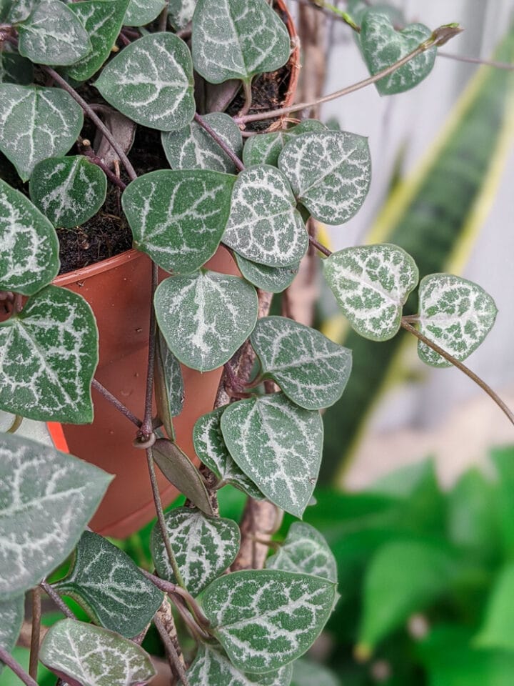 9 silver houseplants to add to your collection!