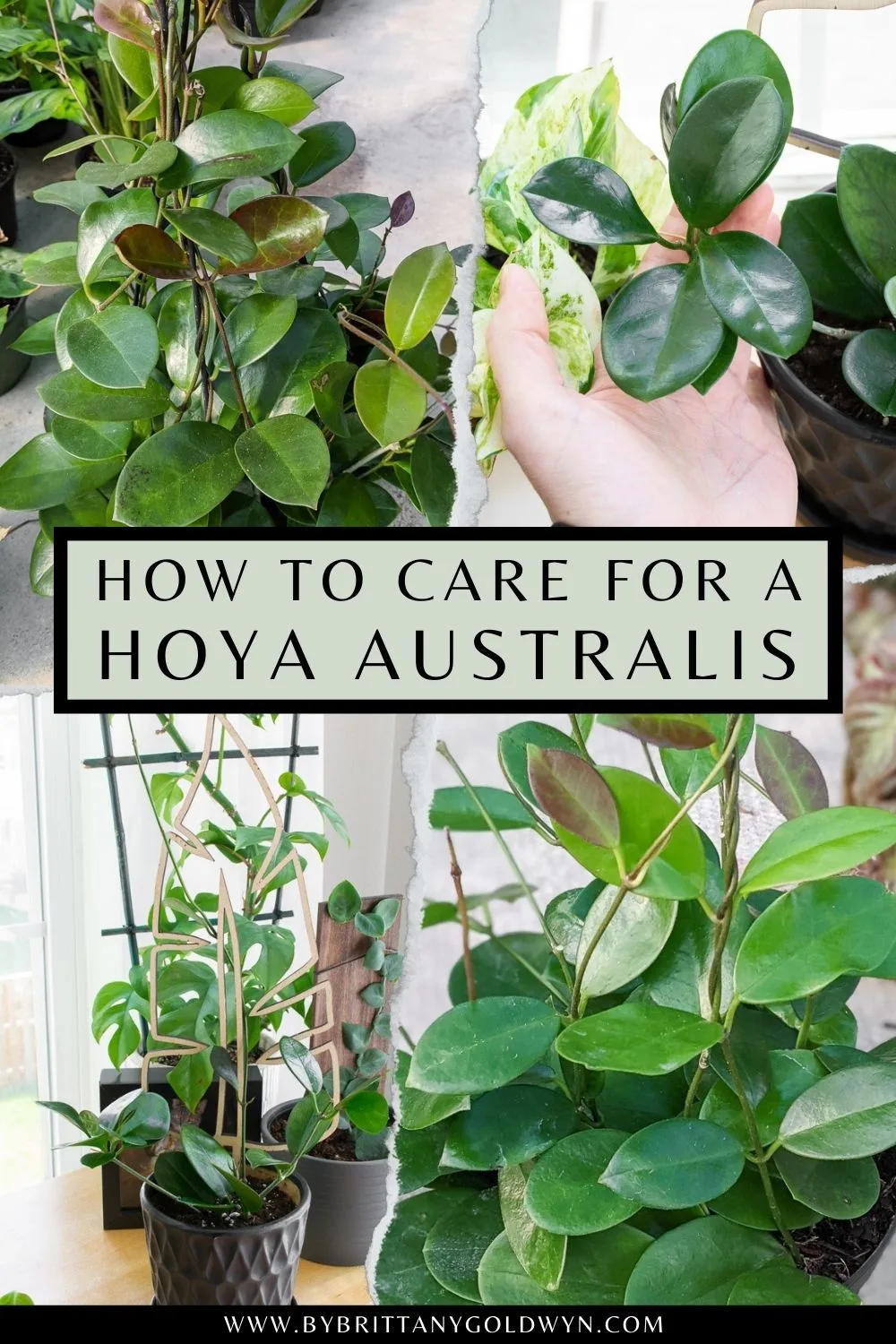 pinnable graphic with images of a hoya australis plant and text overlay about how to care for a hoya australis