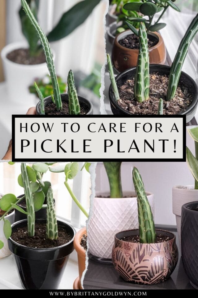 How to Care for the Striking Pickle Plant Succulent (Kleinia