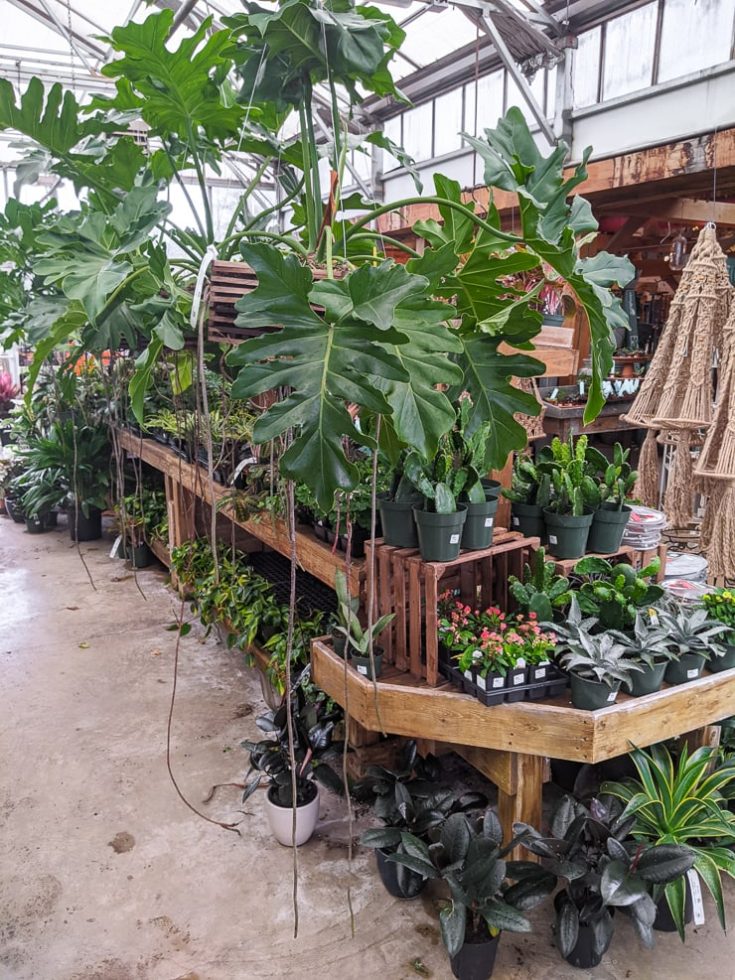 Nursery Tour 2 D.R. Snell Nursery in Mt. Airy, Maryland