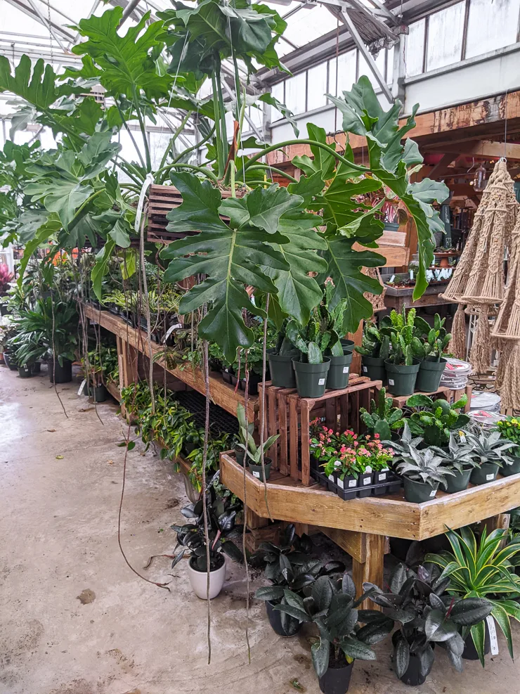 beautiful plants in a nursery
