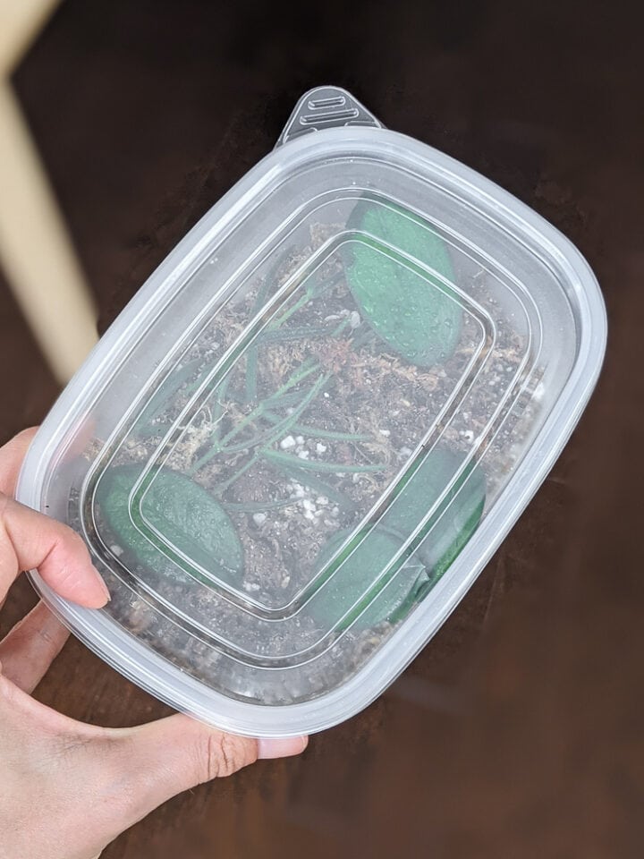 How to make a plant propagation box, the perfect mini greenhouse!