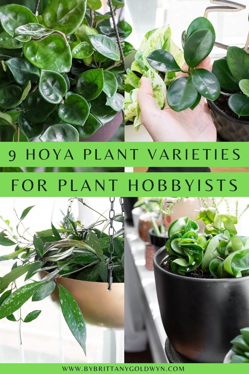pinnable graphic about 9 hoya plant varieties to try including photos and text overlay