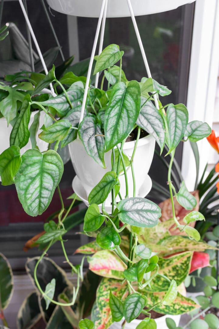 All about monstera siltepecana care, a trailing