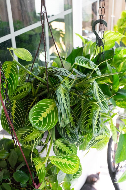 How to care for a Maranta Leuconeura "Prayer Plant"