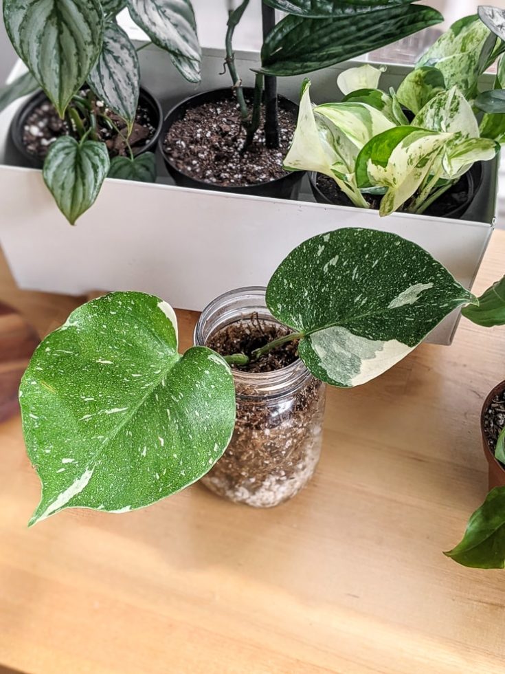 How to care for the stunning Thai Constellation Monstera!