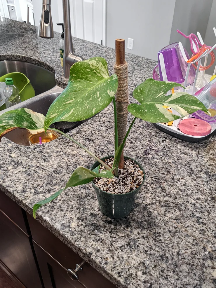 thai constellation monstera plant with a small jute moss pole