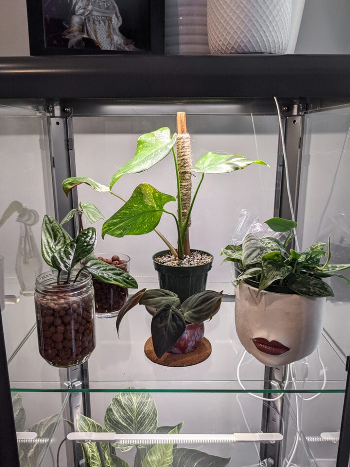 How to care for the stunning Thai Constellation Monstera!