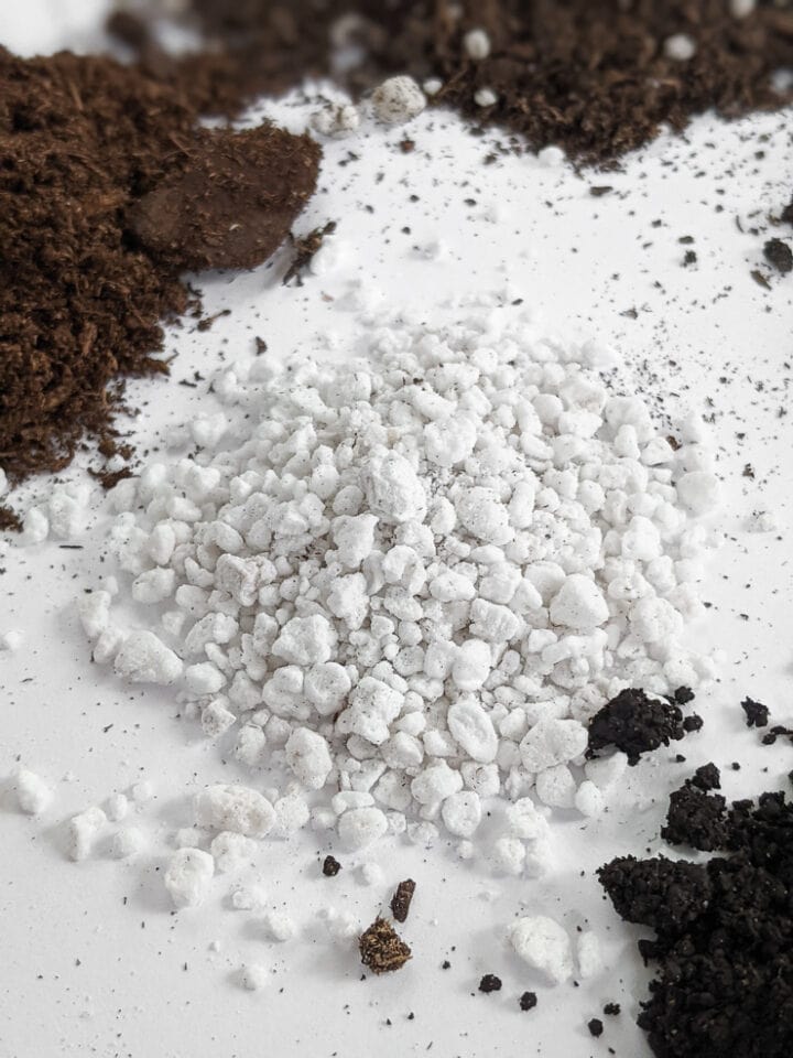 Soil 101 Your guide to cultivating the best soil for houseplants