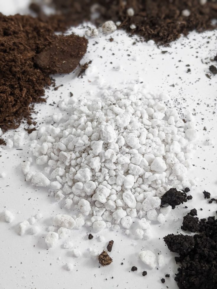 Soil 101 Your guide to cultivating the best soil for houseplants