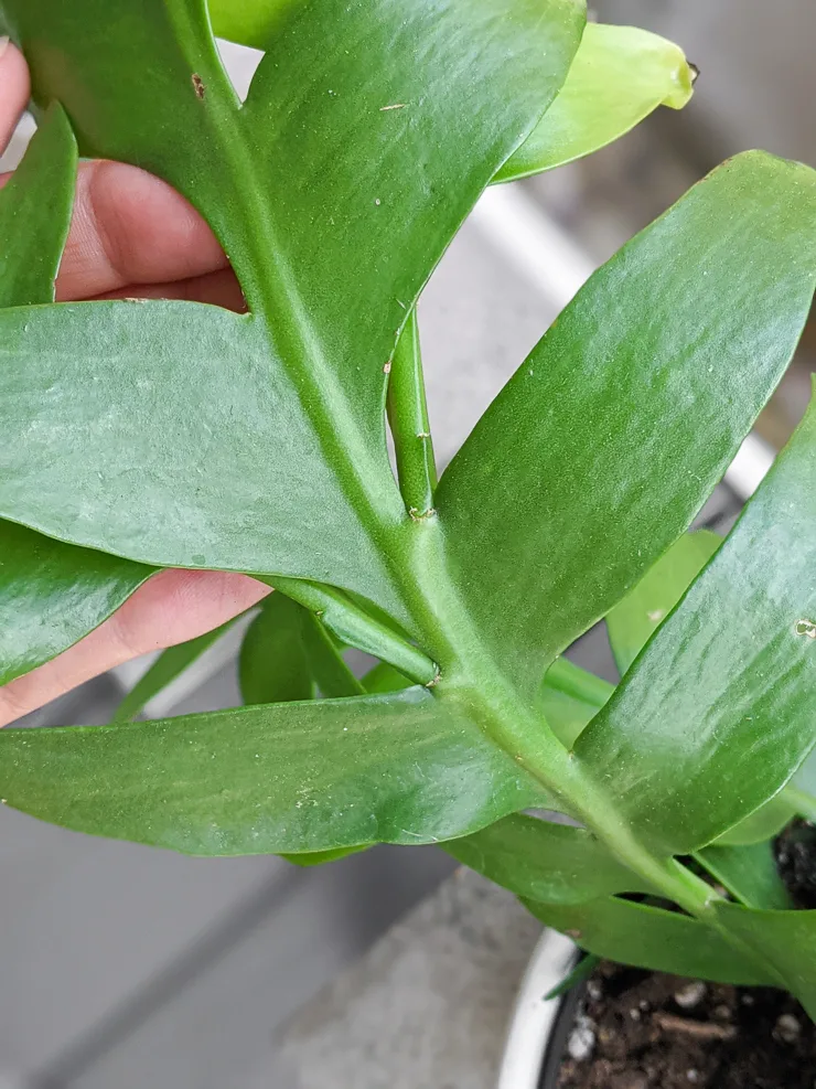 fern leaf orchid cactus