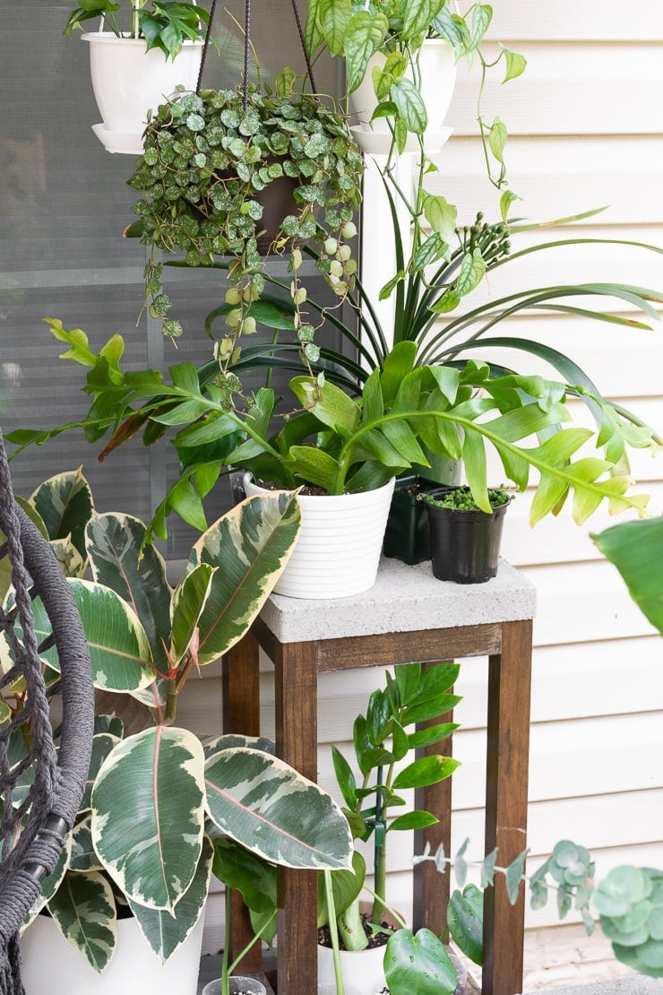fern leaf orchid cactus on a patio with other plants