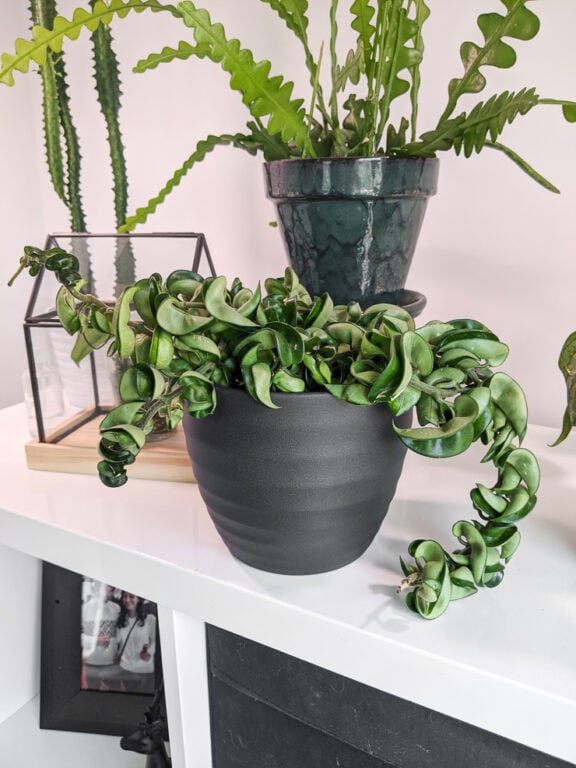 How to bottom water plants to protect foliage and prevent