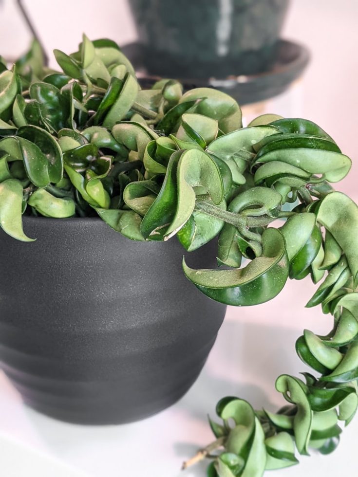 How to bottom water plants to protect foliage and prevent