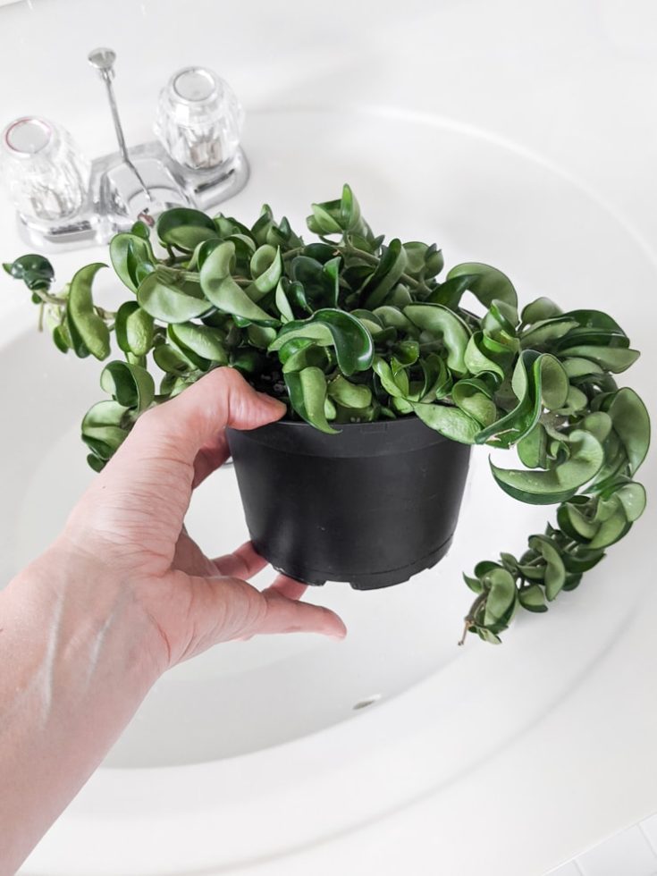 How to bottom water plants to protect foliage and prevent