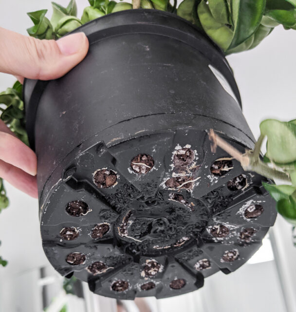 How to bottom water plants to protect foliage and prevent
