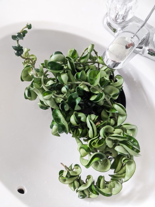 How to bottom water plants to protect foliage and prevent