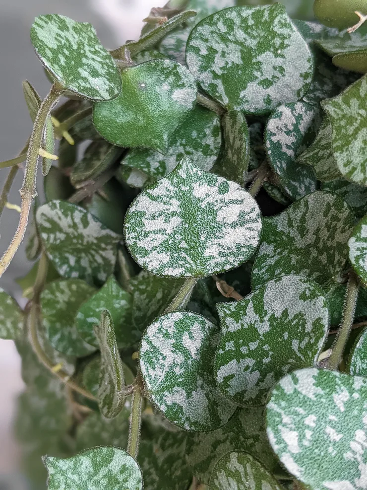 hoya curtisii leaves